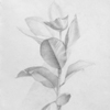 Drawing 12